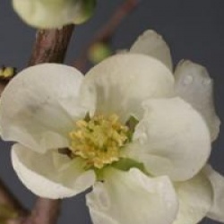 Chaenomeles speciosa 'Jet Trail'