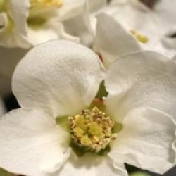 Cognassier du Japon blanc