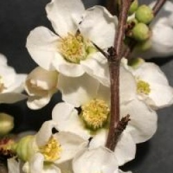 Chaenomeles speciosa 'Nivalis'