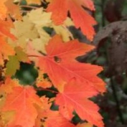 Acer x freemanii celebration - �rable C�l�bration