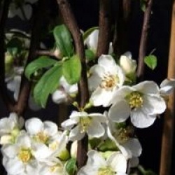 Chaenomeles speciosa 'Nivalis'