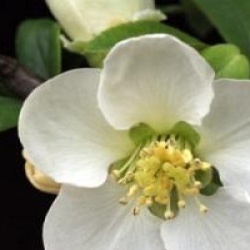 Chaenomeles speciosa 'Nivalis'