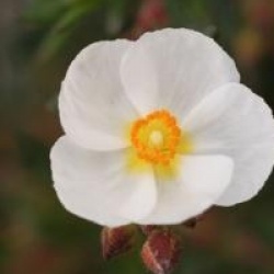 Cistus clusii - Halimiocistus clusii