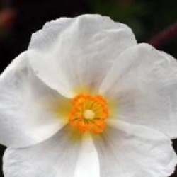 Cistus clusii
