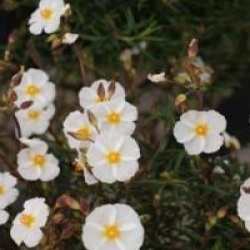 Cistus clusii