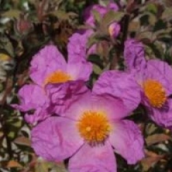 Cistus creticus - Ciste de Cr�te