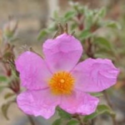Cistus creticus