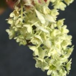 Ribes laurifolium