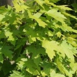 Acer x freemanii celebration