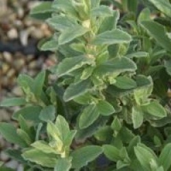 Cistus x pulverulentus - Ciste pulverulentus