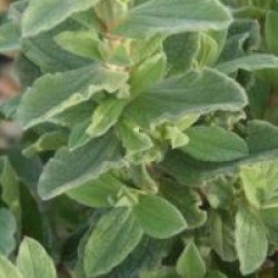 Cistus x pulverulentus