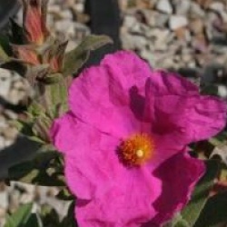 Cistus x pulverulentus 'Sunset'