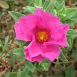 Cistus x pulverulentus 'Sunset'