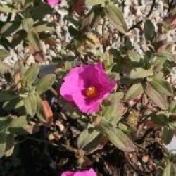 Cistus x pulverulentus 'Sunset'