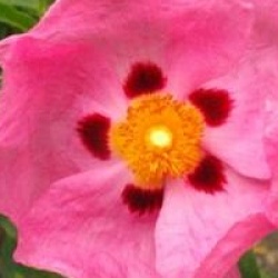 Cistus x purpureus - Ciste pourpre