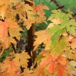 Acer x freemanii celebration