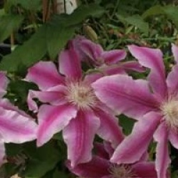 Clematis 'Docteur Ruppel'