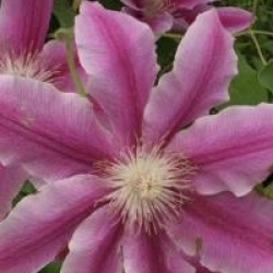 Clematis 'Docteur Ruppel'