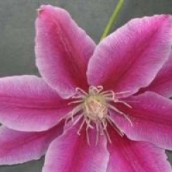 Cl�matite � grandes fleurs Docteur Ruppel