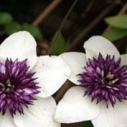 Clematis florida var. sieboldiana 