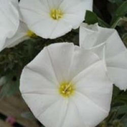 Convolvulus cneorum