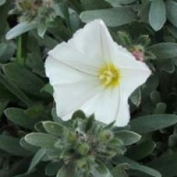 Convolvulus cneorum