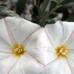 Convolvulus cneorum