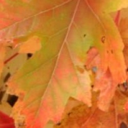 Acer x freemanii celebration