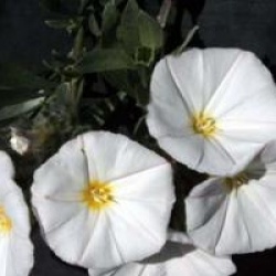 Convolvulus cneorum