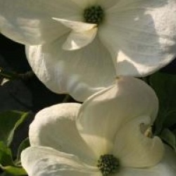 Cornus 'Eddie's White Wonder'