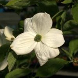 Cornus 'Eddie's White Wonder'