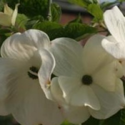 Cornus 'Eddie's White Wonder'