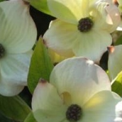 Cornus 'Eddie's White Wonder'