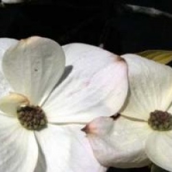 Cornus 'Eddie's White Wonder' - Cornouiller � fleurs Eddie's White Wonder