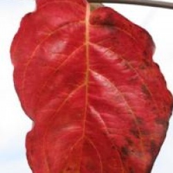 Cornus 'Eddie's White Wonder'