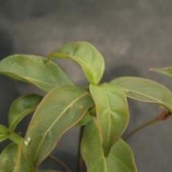 Cornus hongkongensis  - Cornus hongkongensis