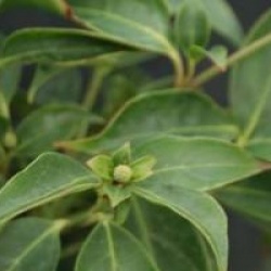 Cornus hongkongensis 