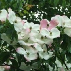 Cornus 'Porlock'