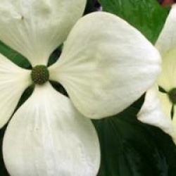 Cornus Venus � 'Kn30-8' cov