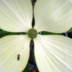 Cornus Venus � 'Kn30-8' cov