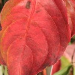 Cornus Venus � 'Kn30-8' cov