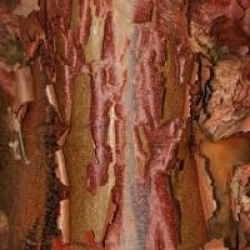 �rable � �corce de papier