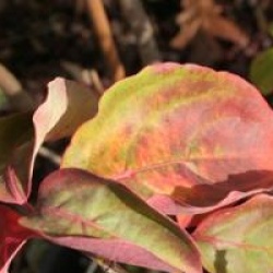 Cornus Venus � 'Kn30-8' cov