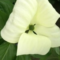 Cornus Venus � 'Kn30-8' cov