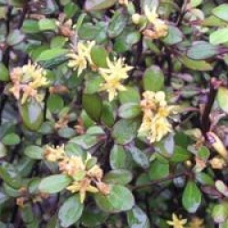 Corokia cotoneaster - Corokia cotoneaster