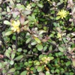 Corokia x virgata 'Haverine'