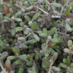 Corokia x virgata 'Haverine'