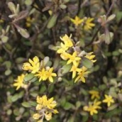 Corokia x virgata 'Haverine' - Corokia Haverine