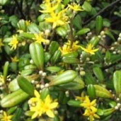Corokia x virgata 'Yellow Wonder' - Corokia Yellow Wonder
