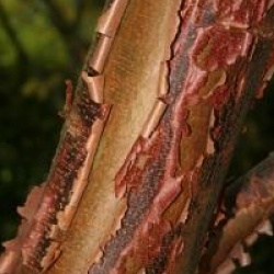 Acer griseum